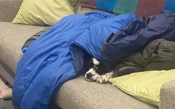 A dog's nose and paws poke out from under a blanket.