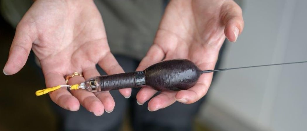 PSAT, or Pop-up Archival Satellite tags, collect information on light, depth and temperature. The tags release from the eel at a predetermined time and pop-up to the surface where they send data back via satellite.