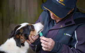 A Heading Dog being sampled for the project.