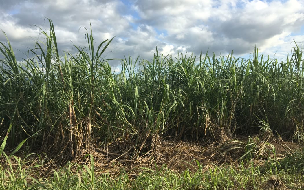 A field of sugarcane showing damage from April 2018 cyclones and floods