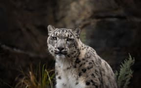 Snow leopards at Wellington Zoo