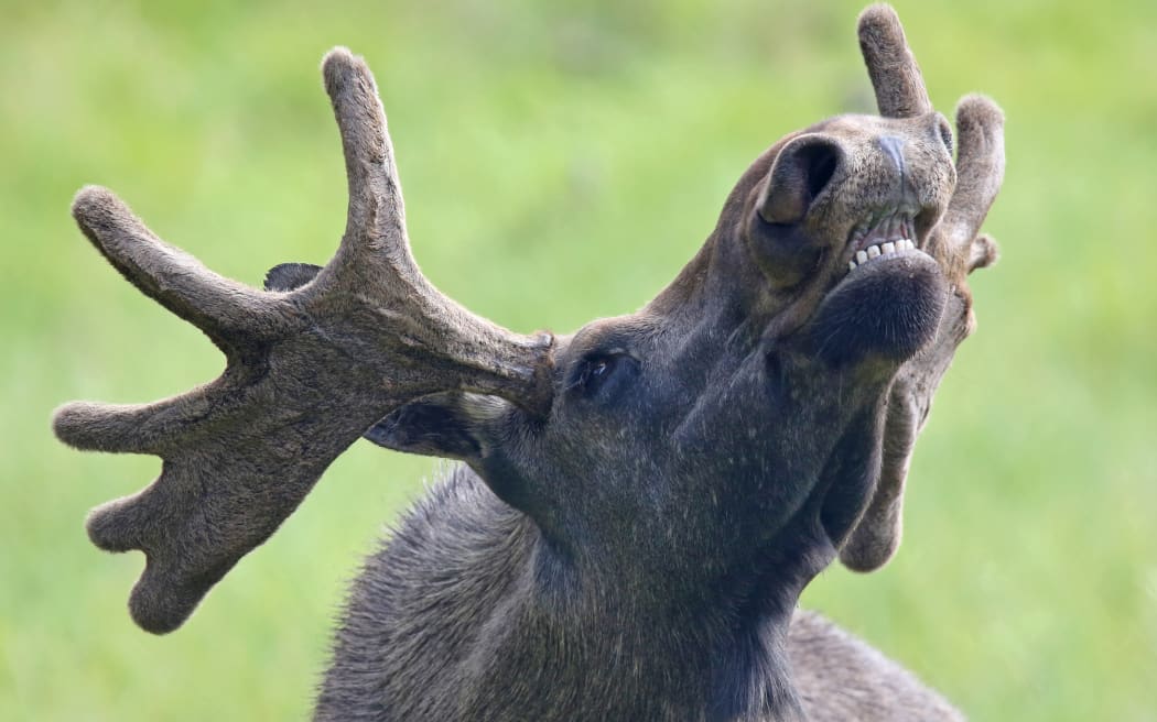 roaring moose