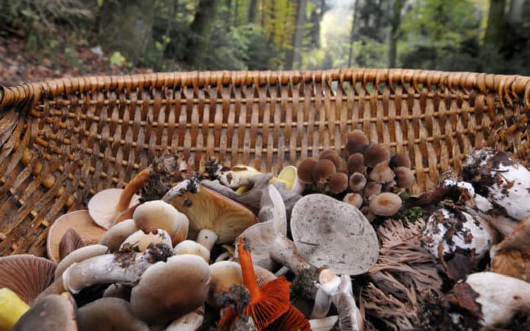 Basket of Fungi BOF8879