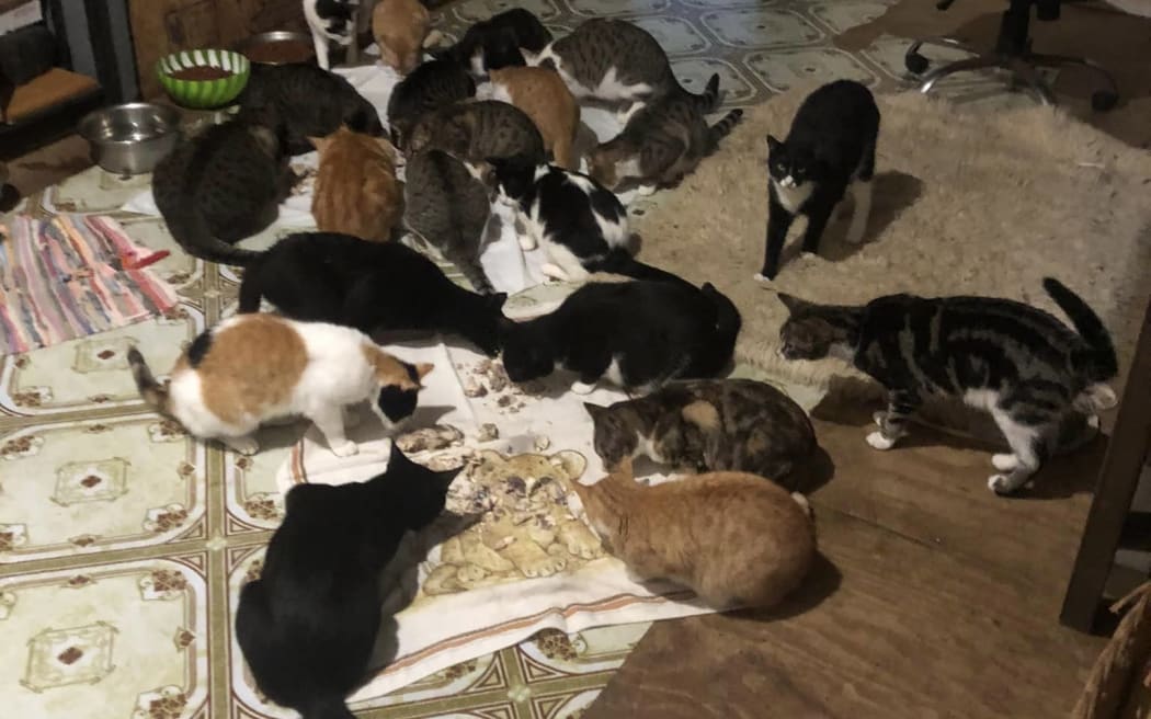 Hundreds of unwanted cats and kittens find refuge at the sanctuary.