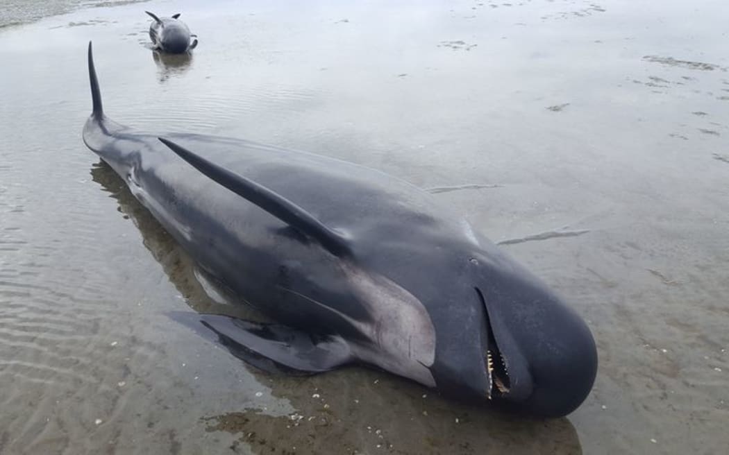 Stranded Whale Farewell Spit