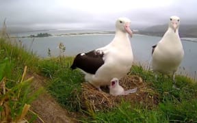 The royal albatross with their foster chick.