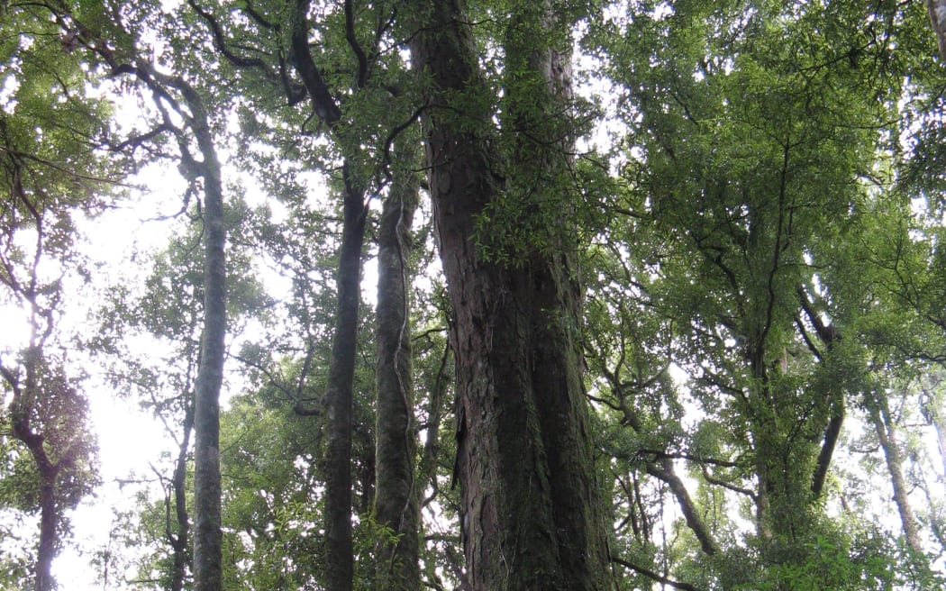 Mamaku Bush