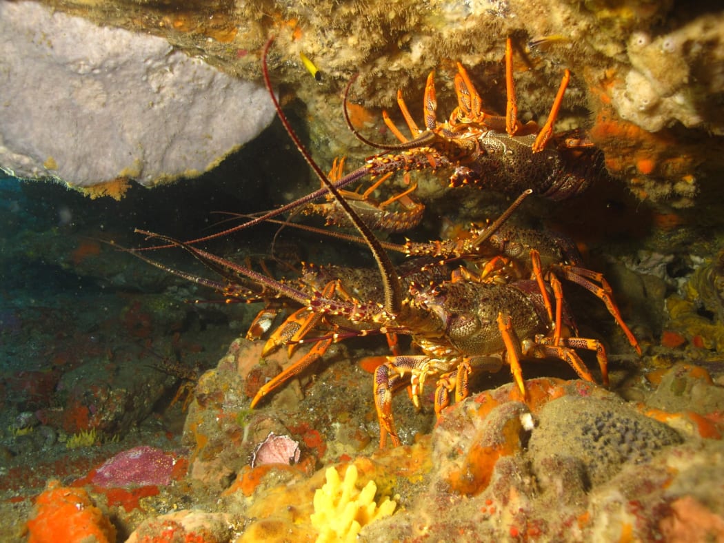 Crayfish at the site of the MV Rena