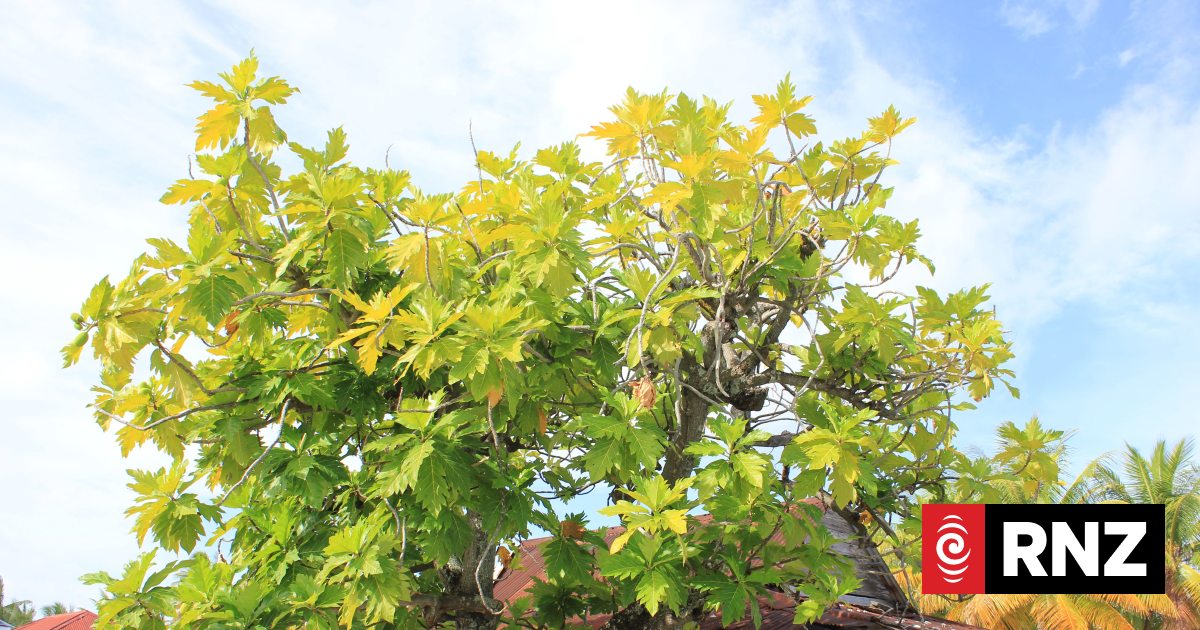 Call for historic trees to be protected in the Cooks | RNZ News
