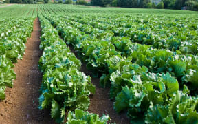 According to Auckland Council’s Climate Action Framework released in 2019 the Pukekohe Hub generates $327 million a year, which is the equivalent of 26 per cent of NZ’s total domestic value of vegetable production.