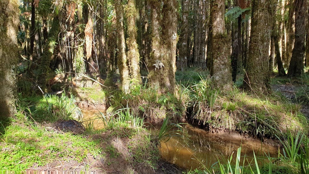 Tony Pascoe says his friends are always amazed when they visit Mangapēpeke Valley and take in the natural beauty.