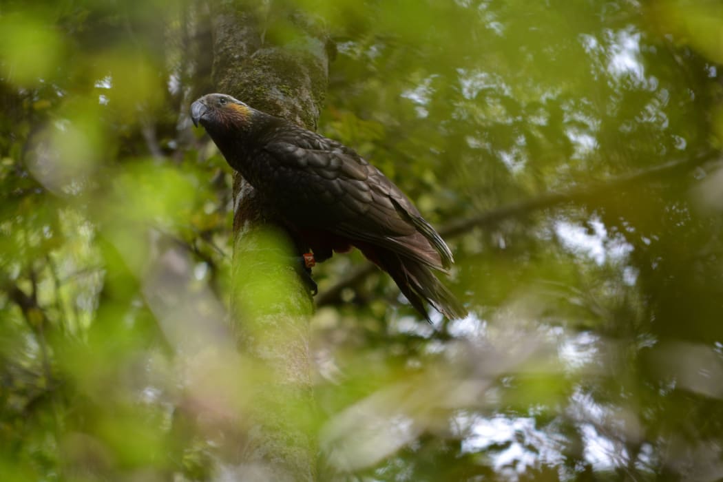 Two kākā chicks have hatched for the first time at Abel Tasman National Park.