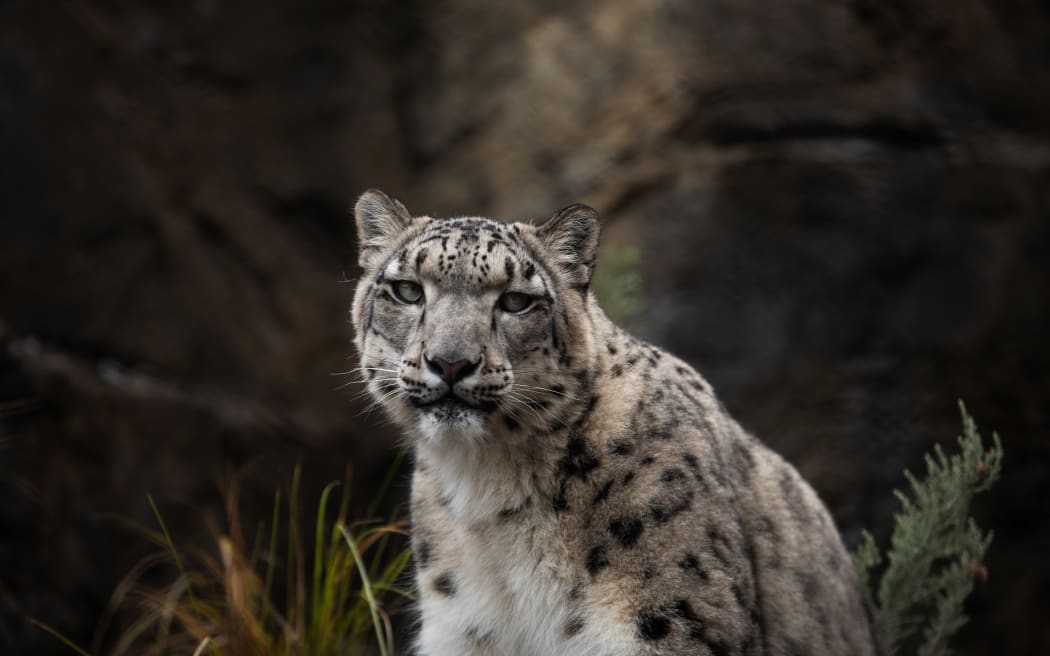 Snow leopards at Wellington Zoo