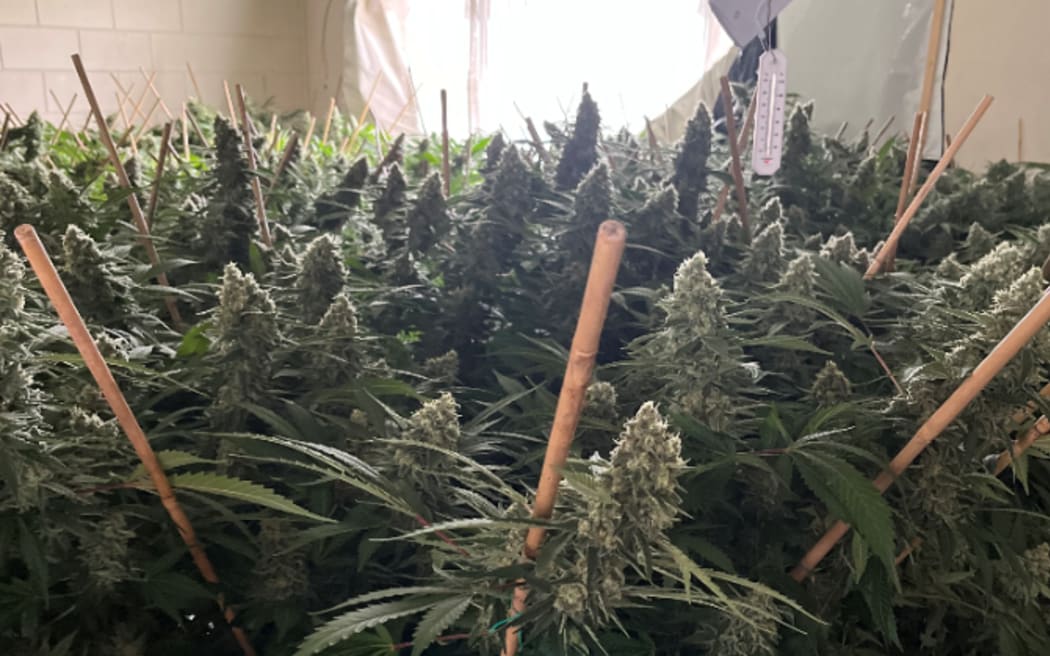 The cannabis had an estimated street value of up to $600,000.
