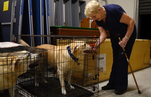 Pets are being cared for at a shelter.