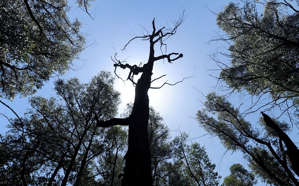 Forest re-growth five years after the Black Saturday bushfires around the town of Marysville.