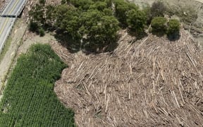 Forestry slash in the river seen during a flight over Gisborne after Cyclone Gabrielle.