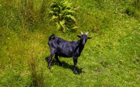 Wild goat