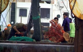 A picture supplied by Greenpeace of coral being pulled up by a trawler.
