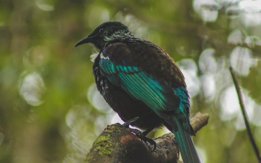 Tūī sitting in a tree, native New Zealand bird captured in forest on Bluff Hill, South Island, New Zealand.
