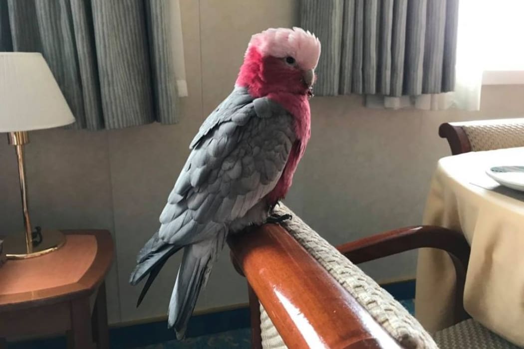 Harri - the stowaway Australian galah.
