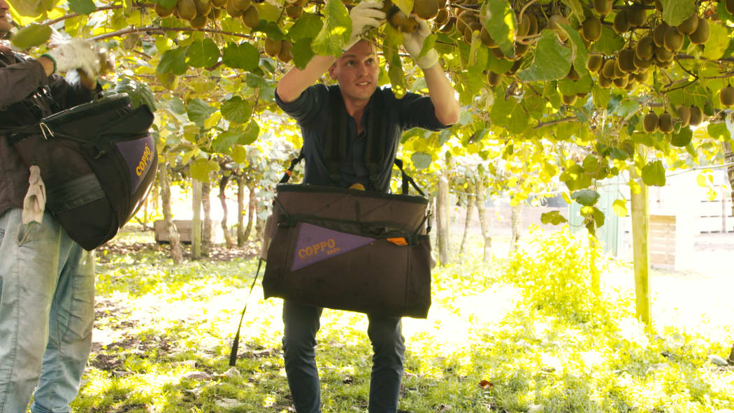 Zac Fleming picking kiwifruit