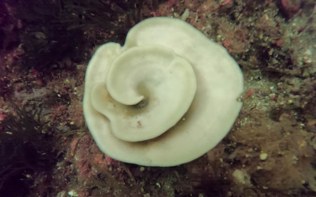 Bleached native sea sponges in Breaksea Sound, Fiordland.