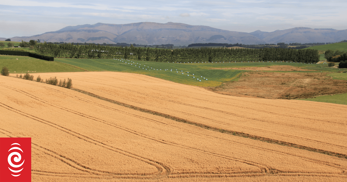 Harraways invests $11m into NZ's only working oat mill