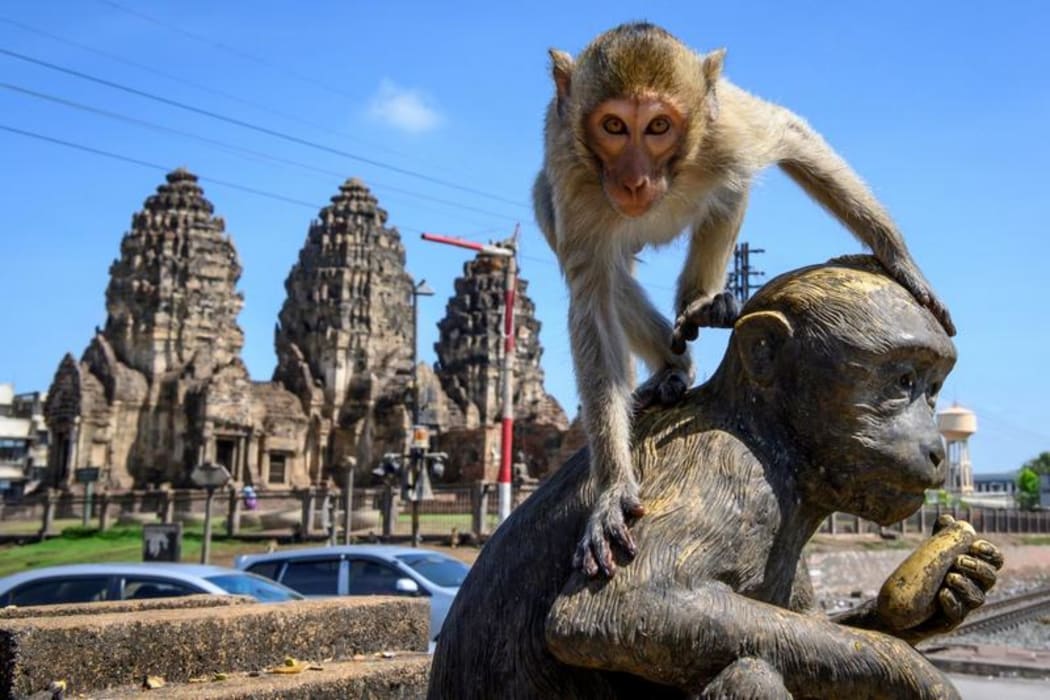 A longtail macaque drinking juice in front of the Prang Sam Yod Buddhist temple in the town of Lopburi, some 155km north of Bangkok.