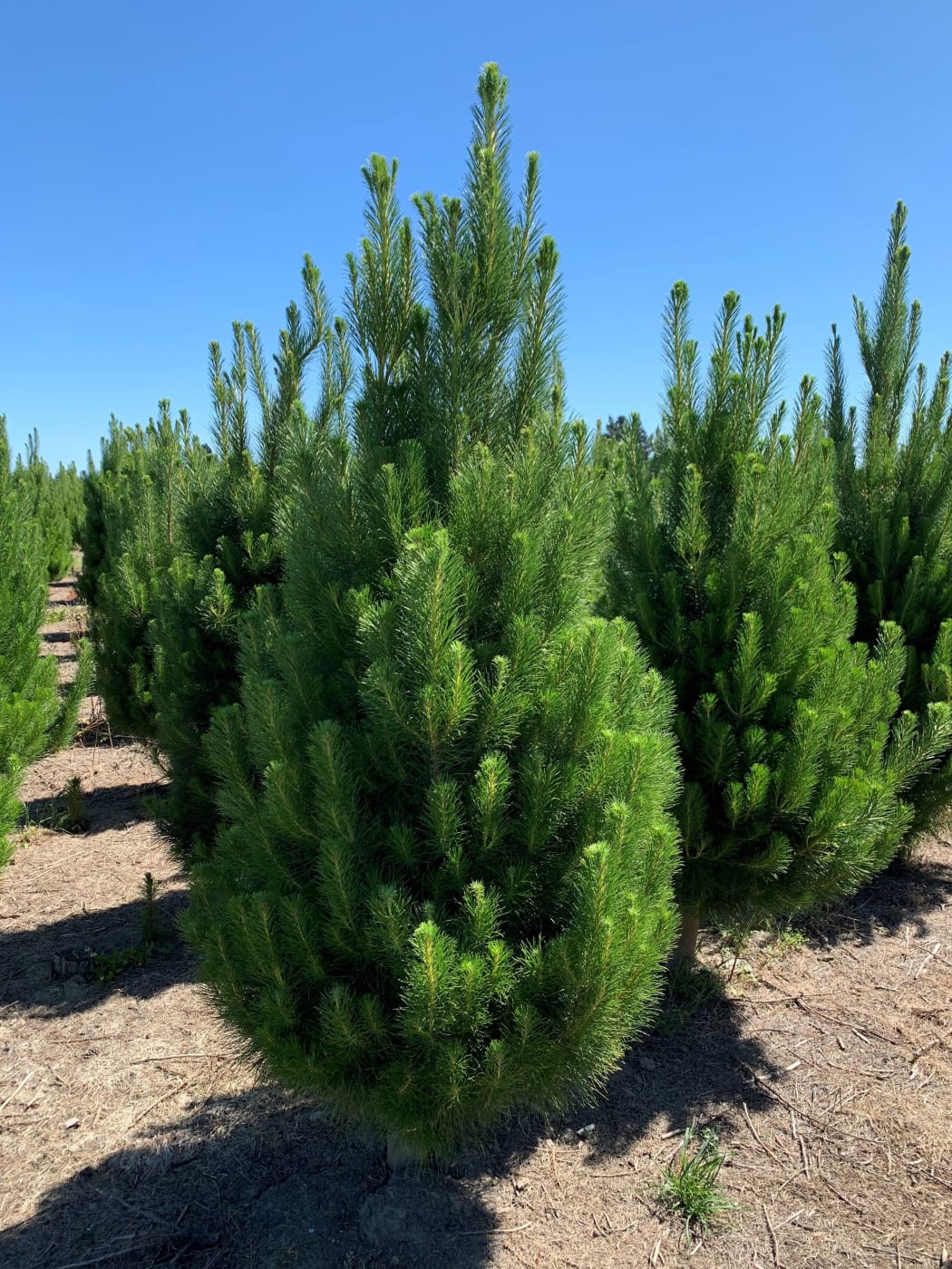 Monterey pine trees being grown at Needle Fresh Christmas Trees in Swannanoa, Canterbury.