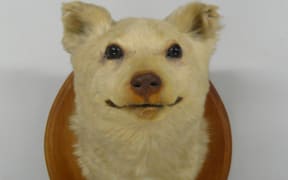 Kurī (Canis lupus familiaris), collected in 1876 between "Waikava" and Mataura Plains in the Catlins.