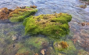 Caulerpa covers rocks in Okipu bay, Great Barrier Island.