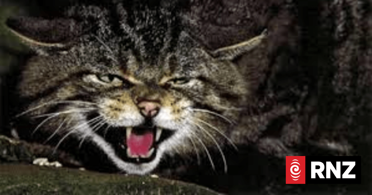 Jessi Morgan, talks about the cat cull across the Tasman | RNZ