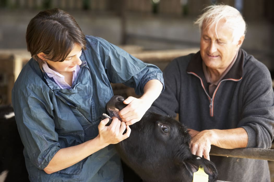 A vet and a farmer examine a calf on a dairy farm