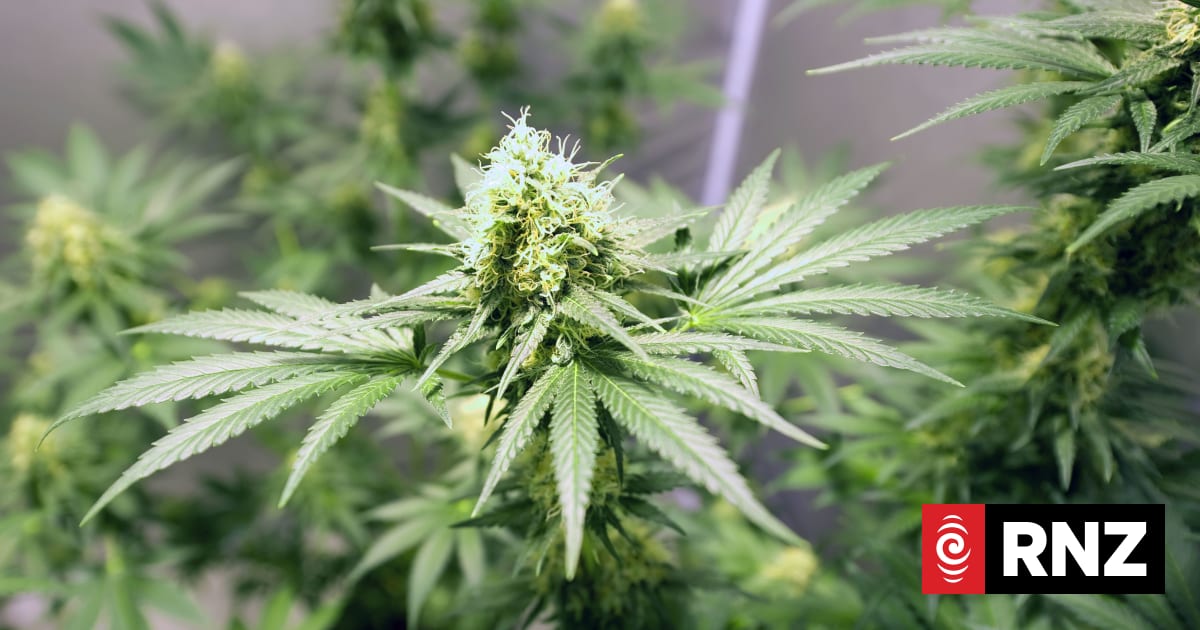 Govt commits to helping cannabis debate focus on facts and evidence