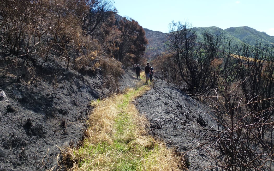 Port Hills fire damage:Ohinetahi Bush Reserve