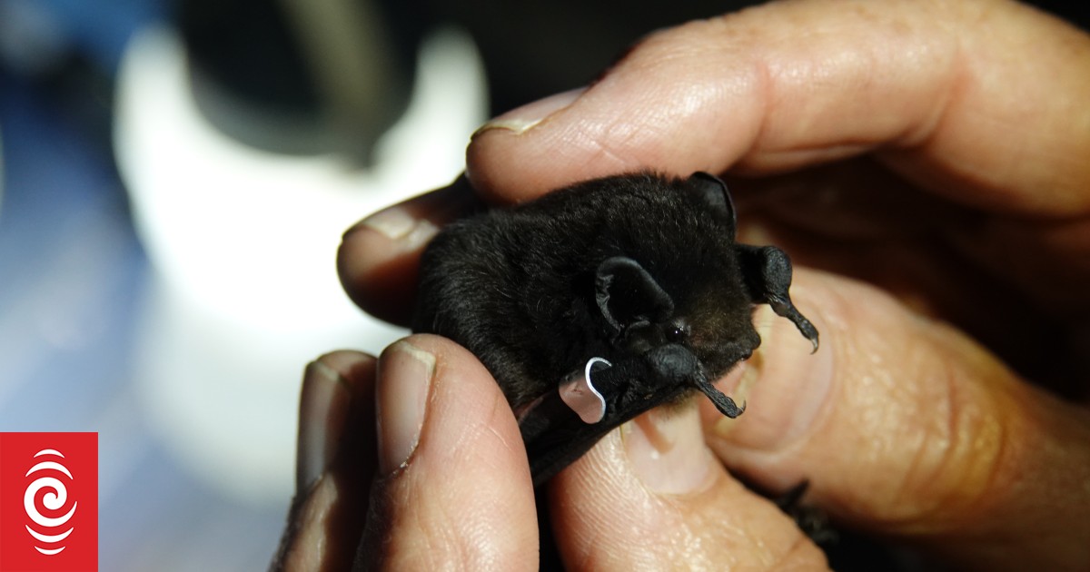 'Bat central': Critically endangered mammals found in Central Hawke's Bay - Vimarsana News