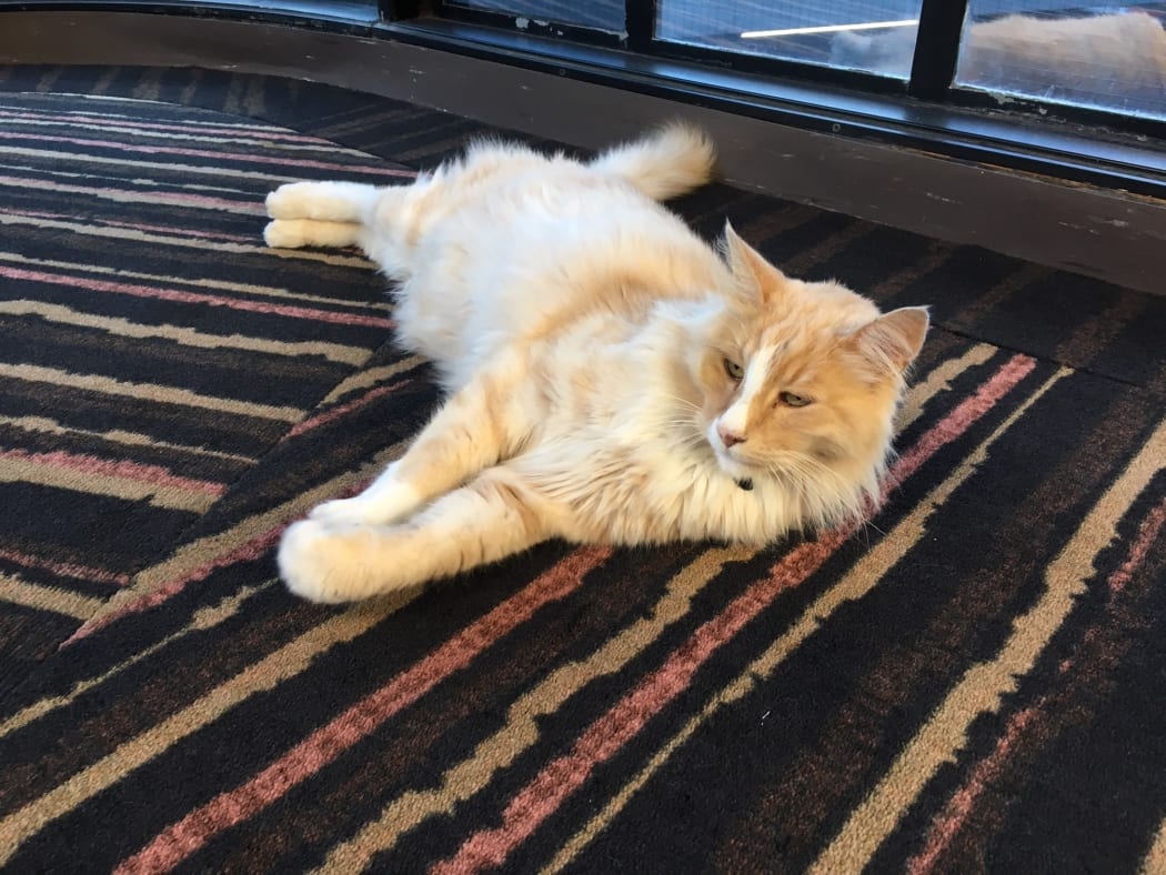 Mittens relaxes on the carpet at the Michael Fowler Centre