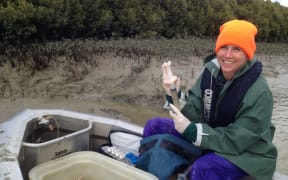 Professor Karin Bryan is the recipient of a Marsden Fund grant to investigate these heat waves putting estuaries under threat.