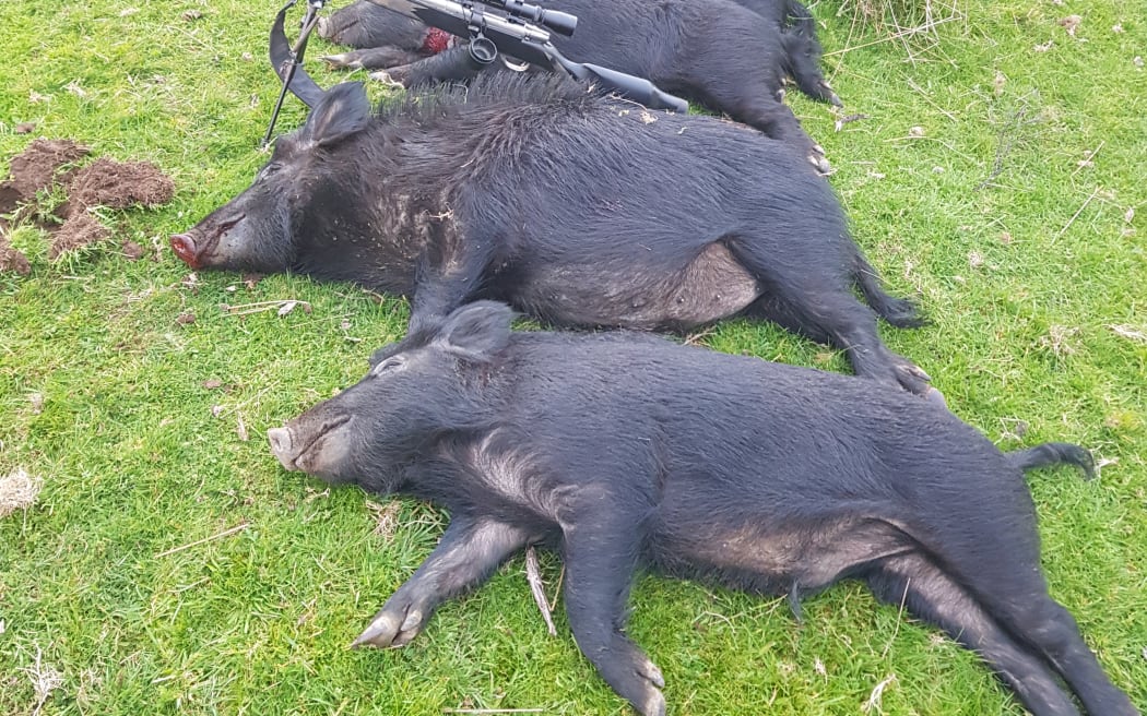 Success at pig hunt