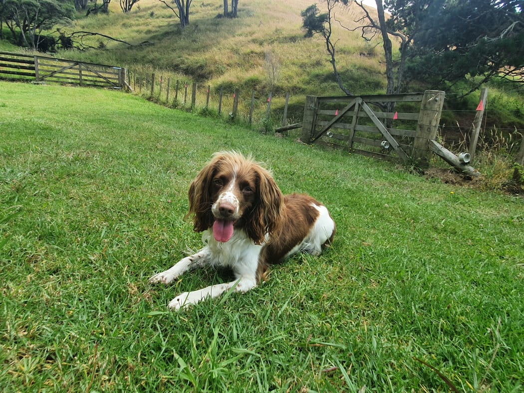 Four-year-old English Springer spaniel Pip.