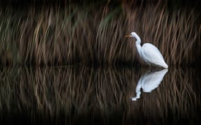 White Heron