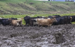 020818 Photo: Richard Cosgrove / Fish & Game NZ
Southland Fish & Game field trip looking at winter grazing and break feeding practices