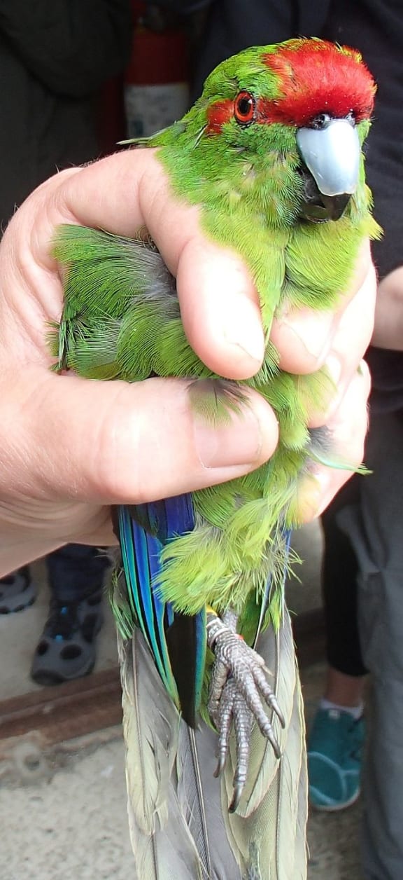 Kakariki parakeet sales