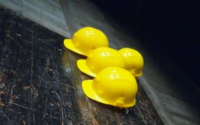 A row of yellow hard hats sit in a workplace.