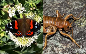 Red Admiral butterfly (left) Tu Ao Wharepapa / Mt Arthur giant wētā (right)