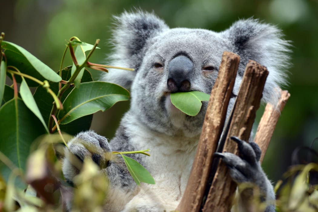 Detoxification genes enable koalas to eat eucalyptus leaves.