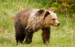 Young Grizzly bear (Ursus arctos) in Yellowstone National Park, Wyoming