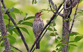 Image of a song thrush