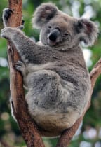 A koala relaxes in the fork of a gum tree in Sydney.